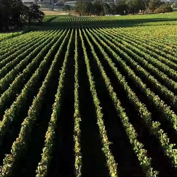 Viñedos de La Rioja Alta